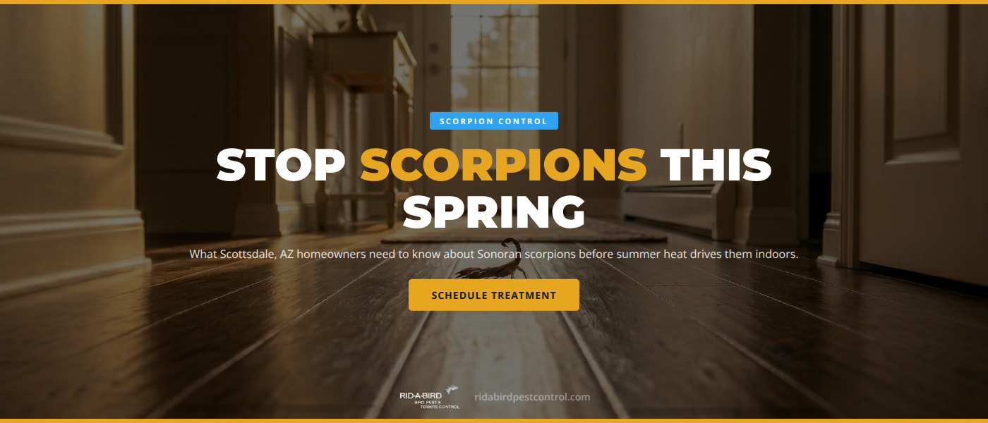 Spring Scorpion Activity in Scottsdale, AZ: Protect Your Home Before Summer Heat | Rid-A-Bird Pest & Termite Control