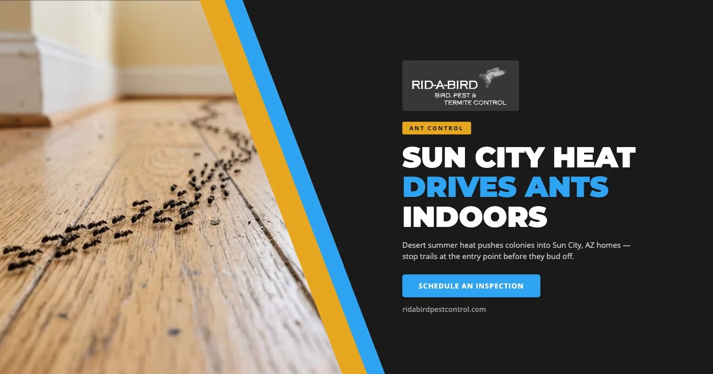 Summer ant control in Sun City, AZ - pavement ants, odorous house ants, and fire ant prevention by Rid-a-bird Pest Control