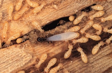 Pest Control Termite Control in Phoenix AZ