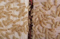 pest control termite control in carefree az
