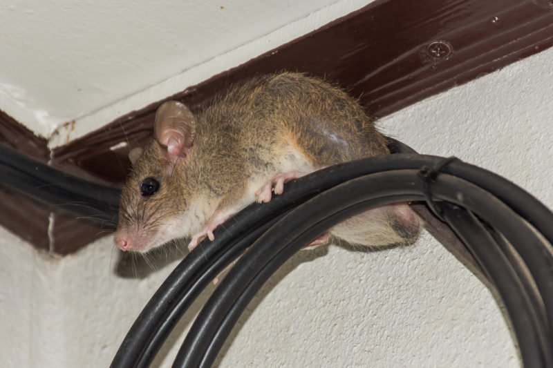 Get Rid of Pack Rats Roof Rats in Anthem AZ