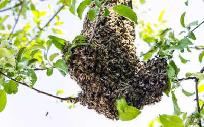 Bee Control Bee Removal in Desert Hills, Anthem, Cave Creek and Glendale AZ