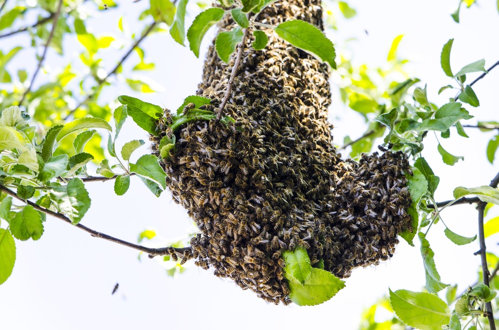 Bee Control Bee Removal in Desert Hills, Anthem, Cave Creek and Glendale AZ