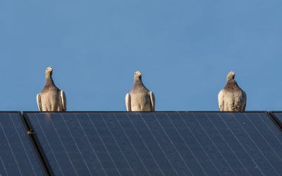 How to Stop Birds Nesting Under Solar Panels or In Chimney