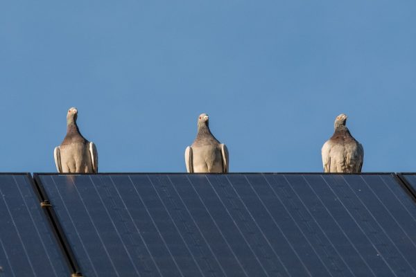 We stop birds from nesting under your solar panels