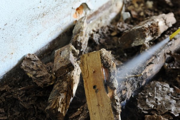 pest control termite control in El Mirage az