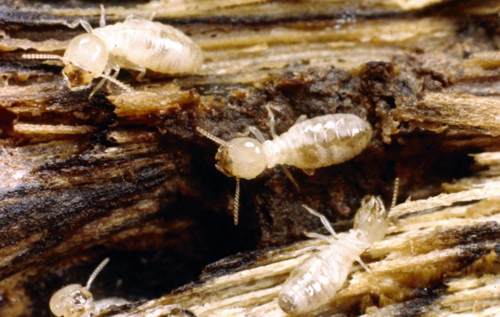 pest control termite control cave creek az