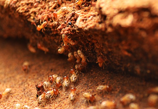 pest control termite control in Goodyear AZ