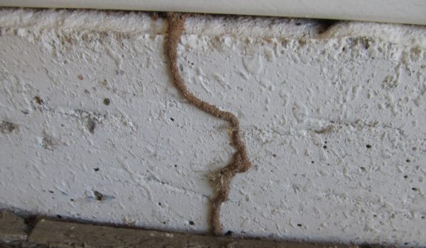 free termite inspection Peoria AZ termite treatment