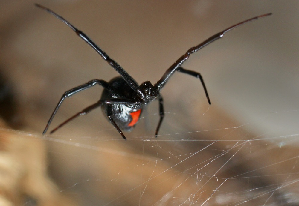 Black Widow Spider Control