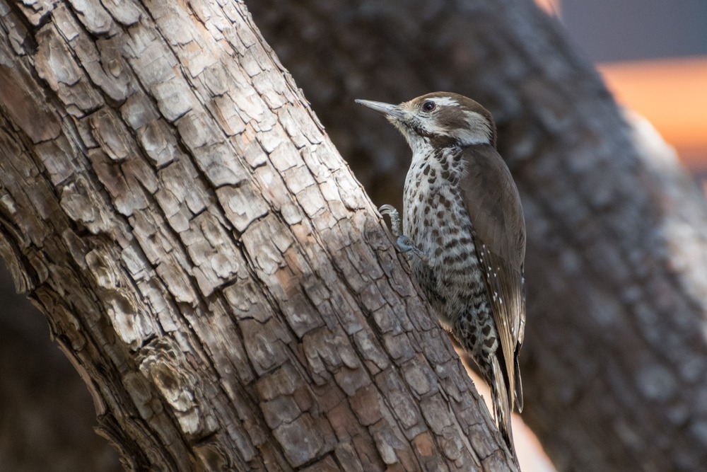 Woodpecker Control