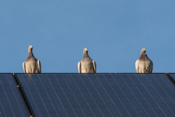 Bird Netting for Bird Control