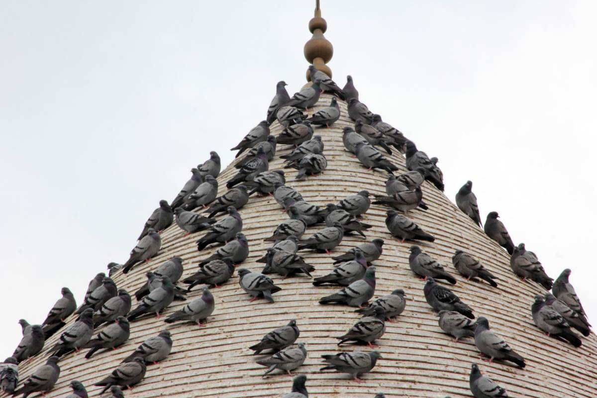 Pest Control For pigeons in Eastmark, Arizona
