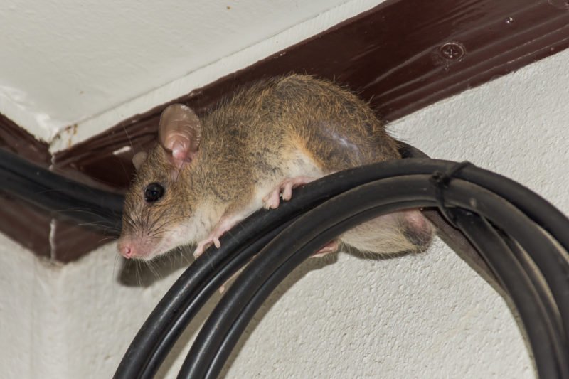 Rat and Mice Removal Services