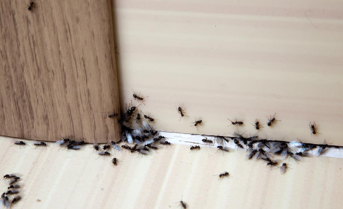 Pest Control For insects in Sun City West, Arizona