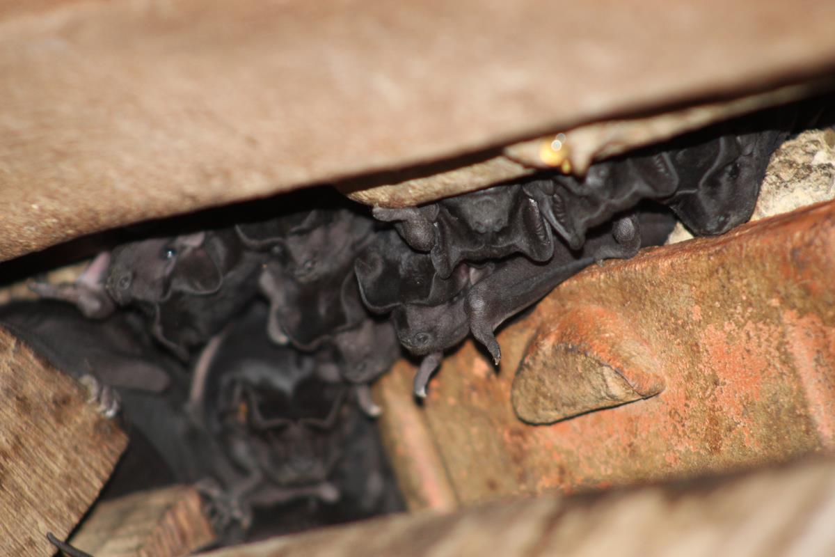 Pest Control For bats in Gilbert, Arizona