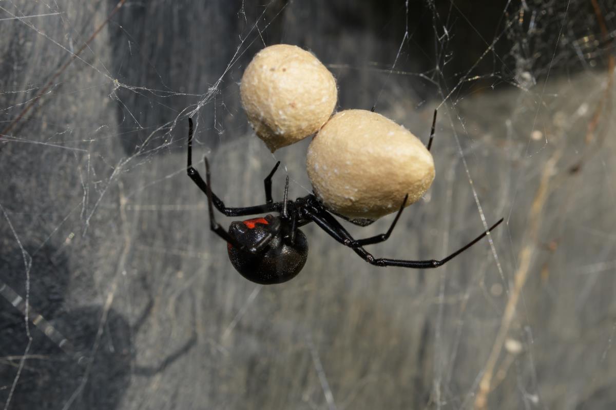 Pest Control For black widows in Mesa, Arizona